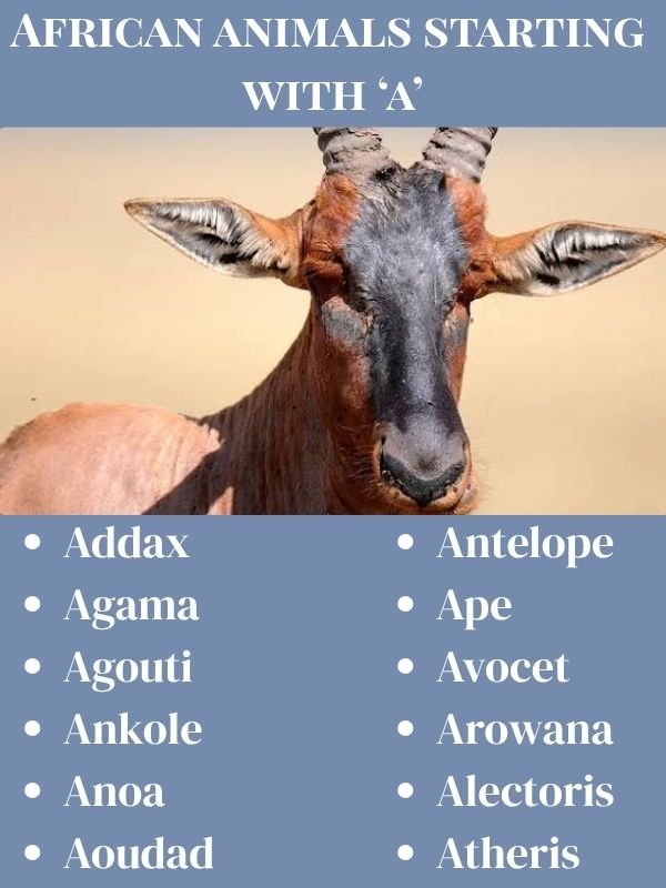 African animals starting with a