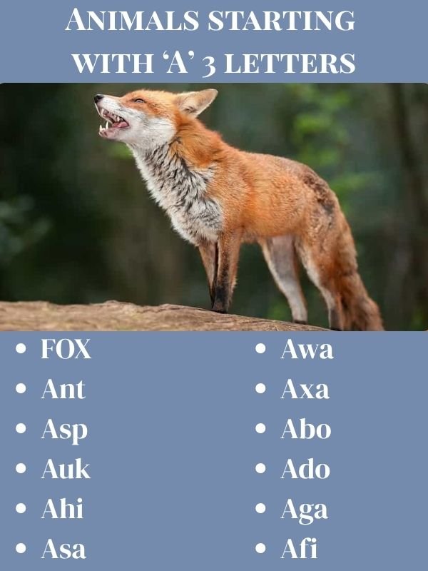 Animals starting with A 3 letters