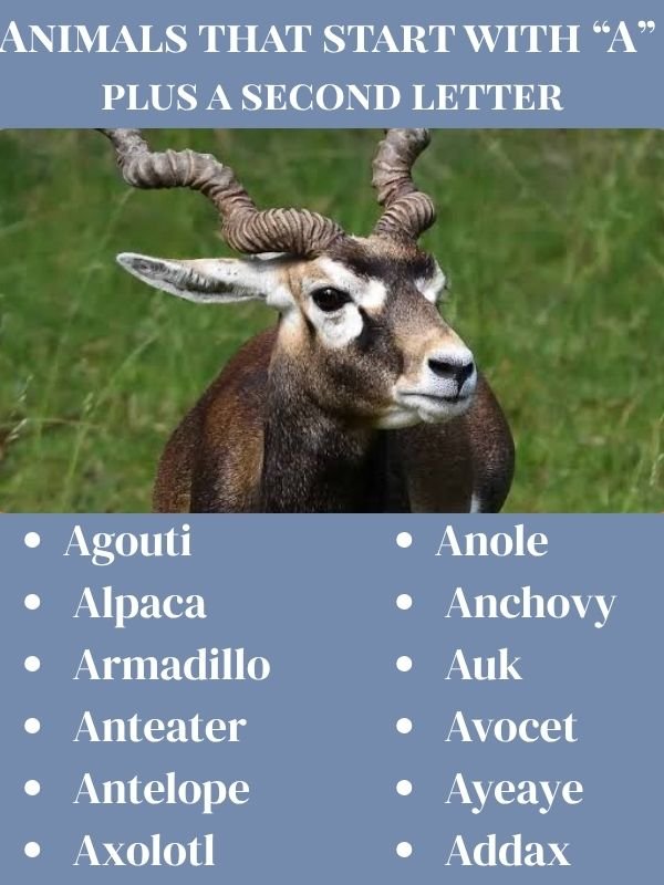 Animals that start with “A” plus a second letter