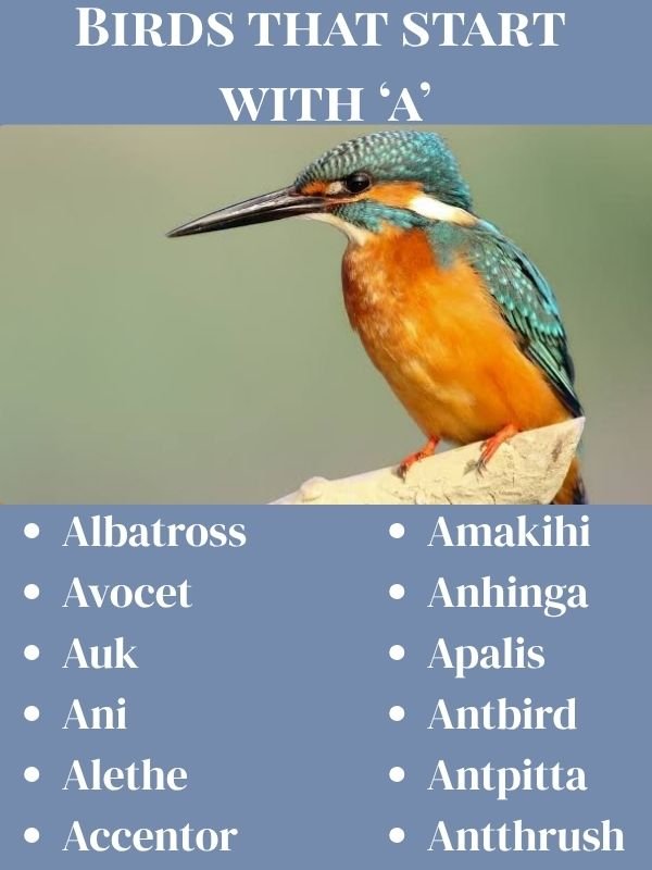 Birds that start with A