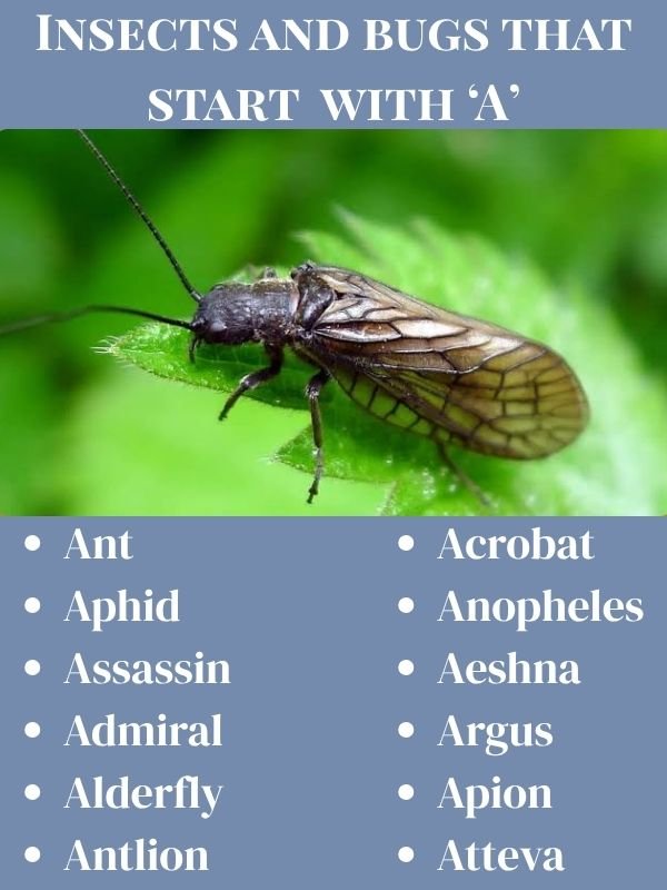 Insects and bugs that start with A