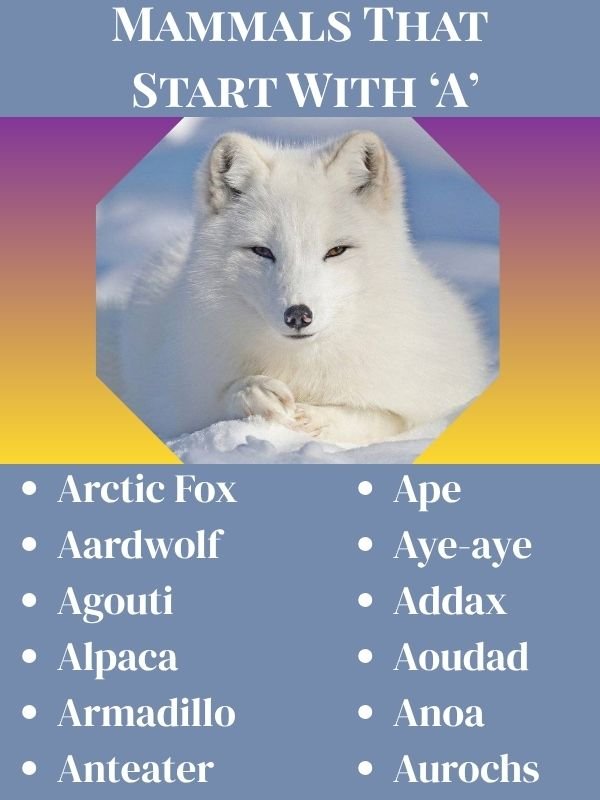 Mammals that start with A
