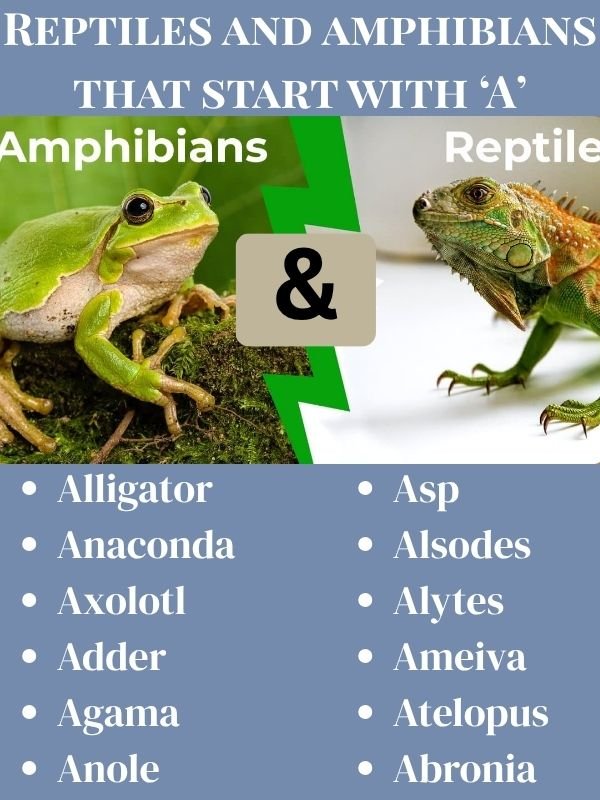 Reptiles and amphibians that start with A