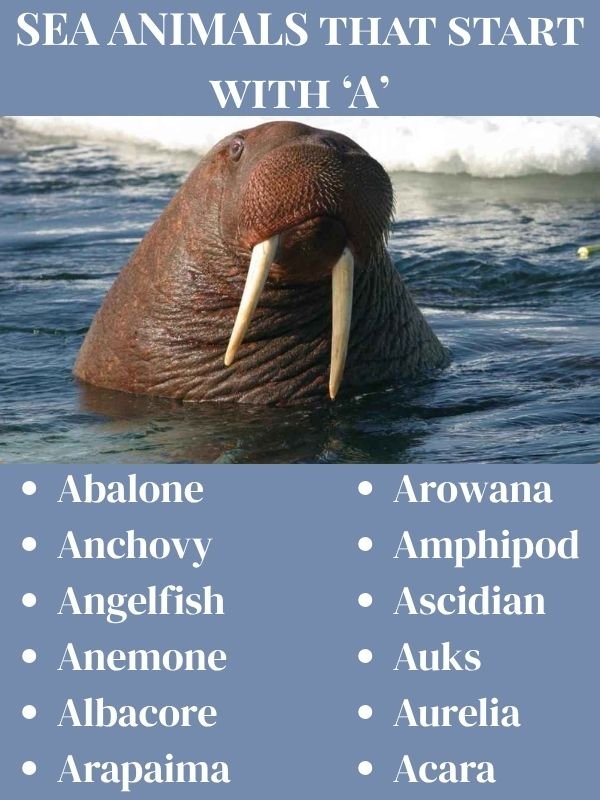 Sea animals that start with A